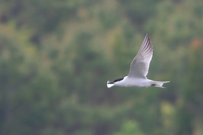 Gull-billed Tern