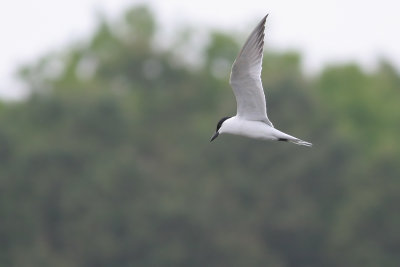 Gull-billed Tern