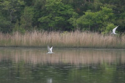Gull-billed Terns