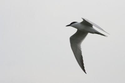 Gull-billed Tern
