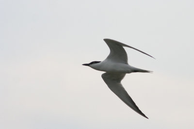 Gull-billed Tern