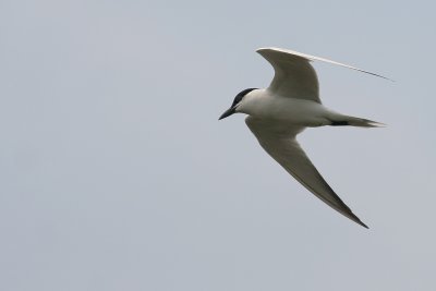 Gull-billed Tern