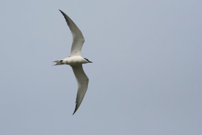 Gull-billed Tern