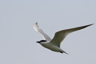 Gull-billed Tern