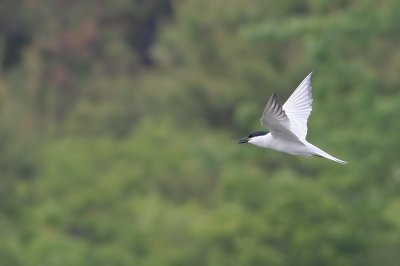 Gull-billed Tern