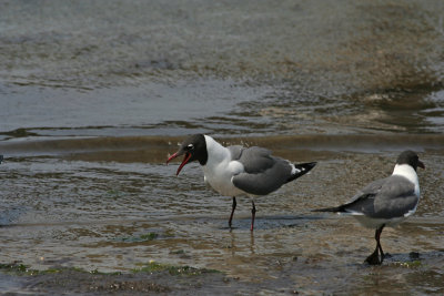 Laughers feasting on Horseshoe Crab eggs.