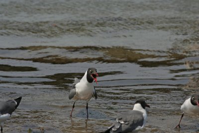 1.IMG_3368.JPG