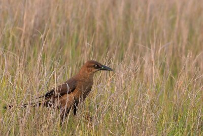 Boat-tailed Grackle