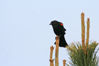 Red-winged Blackbird