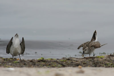 Semipalmated Sandpipers