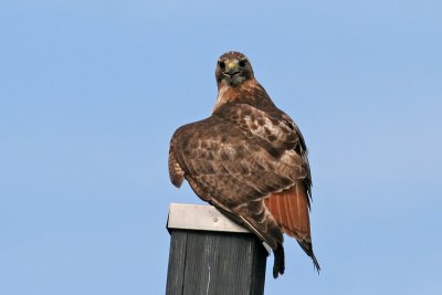 Red-tailed Hawk