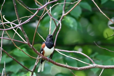 Eastern Towhee