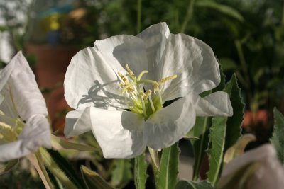 Tufted Evening Primrose