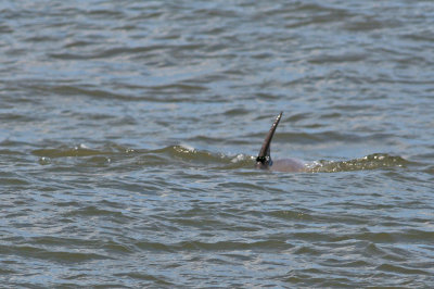 Bottlenose Dolphin