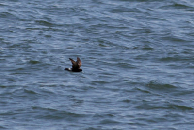 Wilson's Storm Petrel