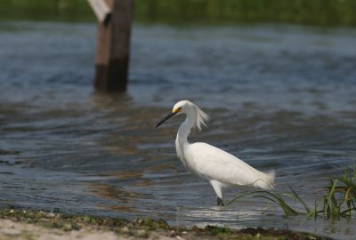 Snowy Egret
