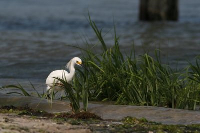 Snowy Egret