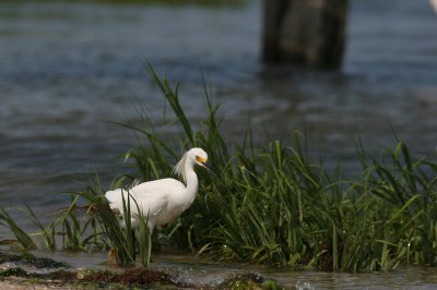 Snowy Egret