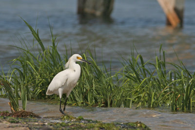 Snowy Egret