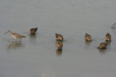 Short-billed Dowitchers