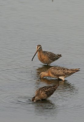 Short-billed Dowitchers