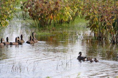 Mama Wood Duck and babies