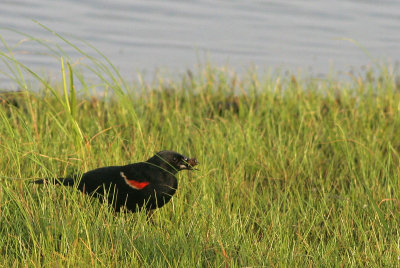 Red-winged Blackbird