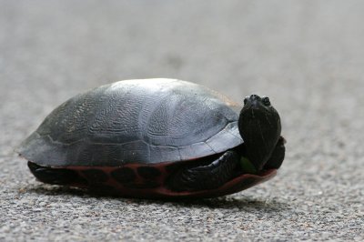 1.IMG_3976.JPG
