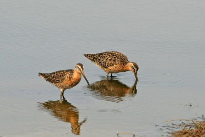Short-billed Dowitchers