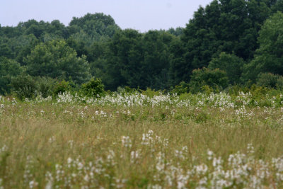 Penstemon digitalis