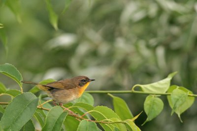 Common Yellowthroat