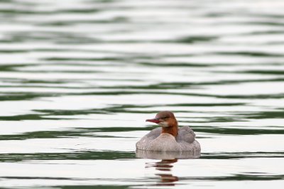 Common Merganser