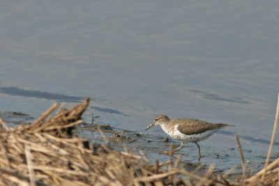 Spotted Sandpiper