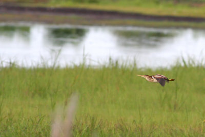 Least Bittern