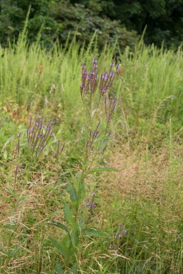 Blue Vervain