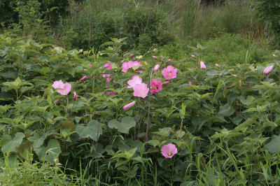 Swamp Rose Mallow