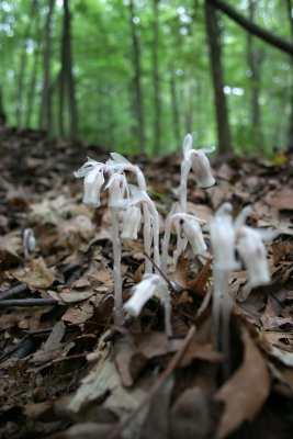 Indian Pipe