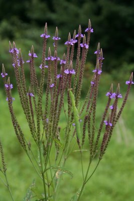 Praying Mantis on Blue Vervain