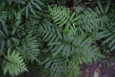 Woodwardia areolata (Netted Chain Fern)