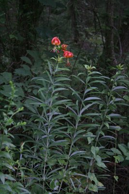 Turk's Cap Lily