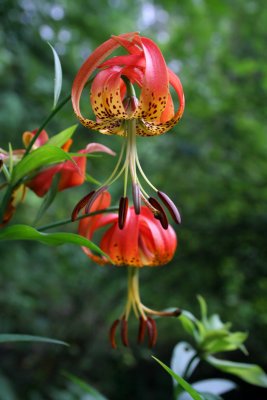 Turk's Cap Lily