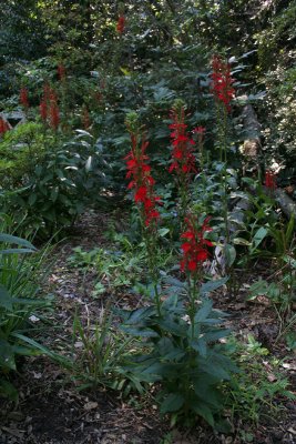 Cardinal Flower