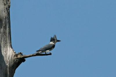 Belted Kingfisher