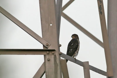Cooper's Hawk