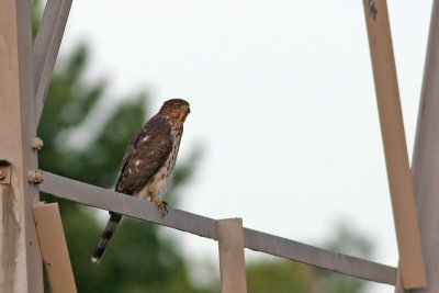 Cooper's Hawk