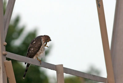Cooper's Hawk