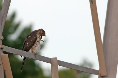 Cooper's Hawk