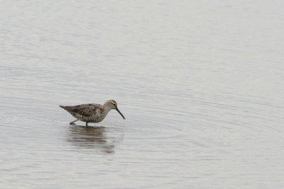 Stilt Sandpiper