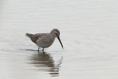 Stilt Sandpiper