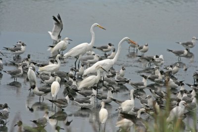 A nice gathering of Egrets, gulls.